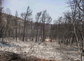 Η «Ενεργή Μάχη» για τα δάση αρχίζει τώρα