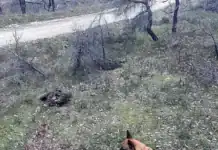 Περιστατικό μαζικής δηλητηρίασης Μαυρόγυπων