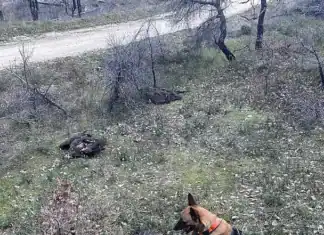 Περιστατικό μαζικής δηλητηρίασης Μαυρόγυπων