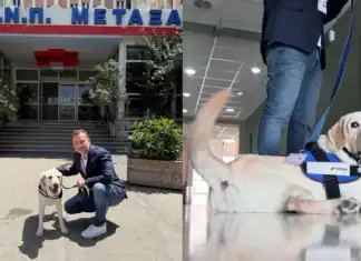 «Έπιασε δουλειά» στο νοσοκομείο «Μεταξά» ο πρώτος σκύλος θεραπείας