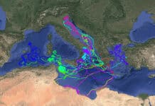 Νέα δεδομένα αποκαλύπτουν ότι οι θαλάσσιες χελώνες ακολουθούν πολύ πιο πολύπλοκες στρατηγικές μετανάστευσης