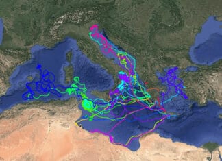 Νέα δεδομένα αποκαλύπτουν ότι οι θαλάσσιες χελώνες ακολουθούν πολύ πιο πολύπλοκες στρατηγικές μετανάστευσης