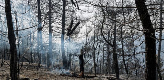 Καμπανάκι Τουρνά για τις πυρκαγιές: «Η καύσιμη ύλη είναι ο μεγάλος κίνδυνος – Δεν περισσεύει κανείς»