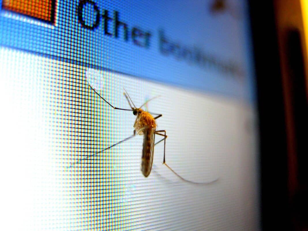 mosquito-ai