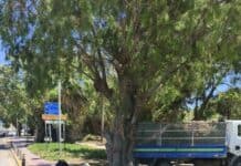Ηράκλειο: Παρεμβάσεις συντήρησης του πρασίνου στον Ευκάλυπτο