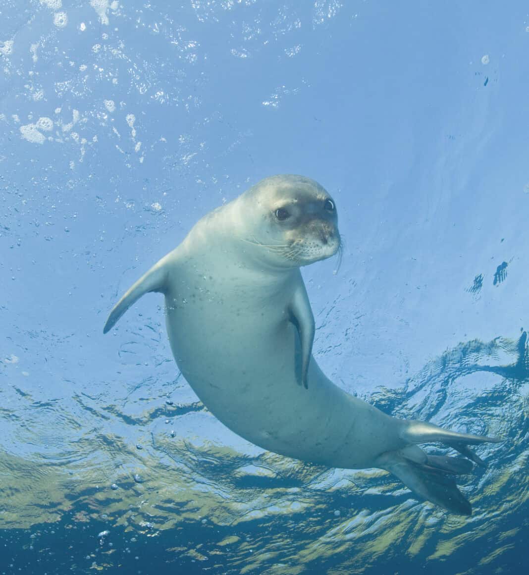 seal_news