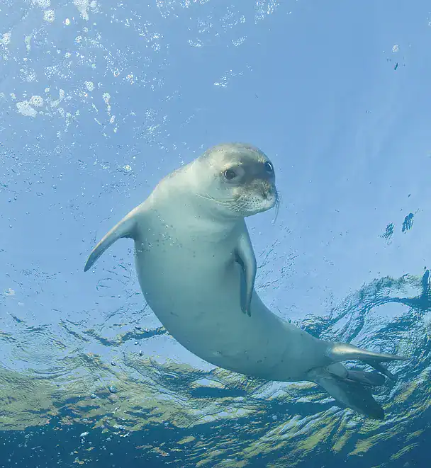 seal_news_816317