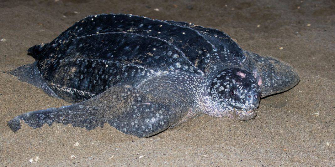 LEATHERBACK_611b9e818d