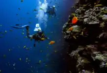 Βραζιλία: Θαλάσσια αποστολή ανακάλυψε 31 νέα είδη σε δύο εβδομάδες
